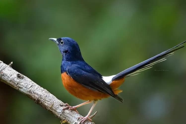 Tips Membuat Burung Berkicau Nyaring Hingga Siap Lomba